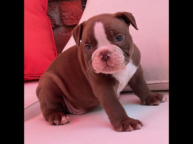 Olde English Bulldog