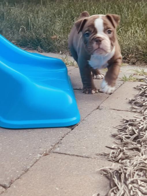 Olde English Bulldog
