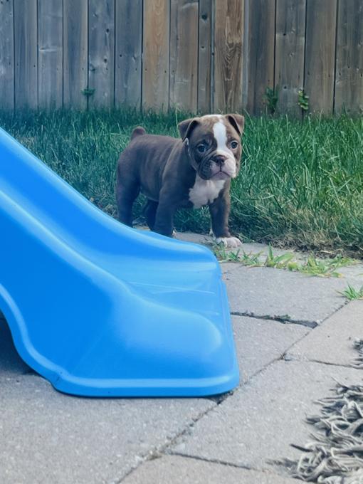 Olde English Bulldog