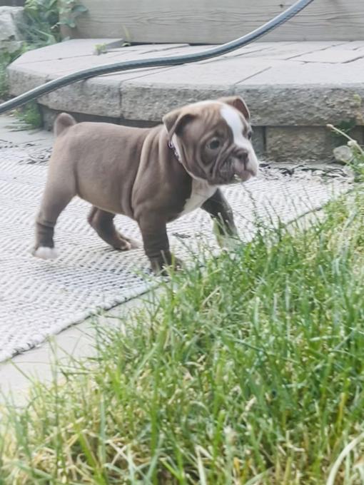 Olde English Bulldog