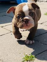 Olde English Bulldog