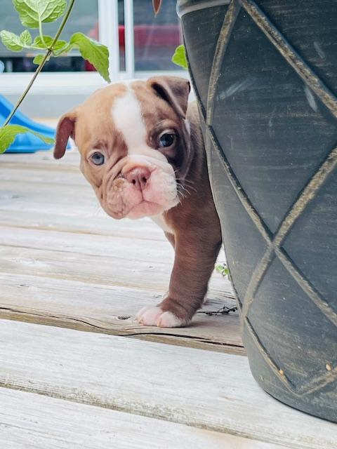 Olde English Bulldog