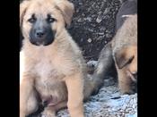 Kengel Shepard  w great pyranese bavkground