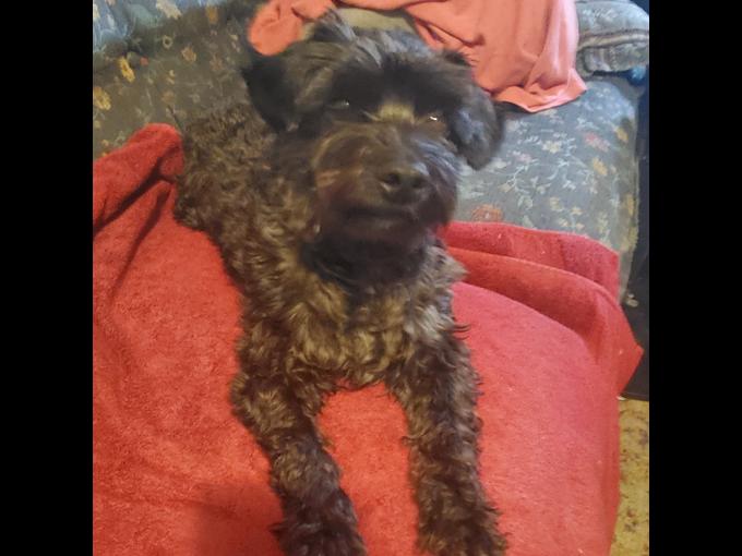 Yorkie x Maltese