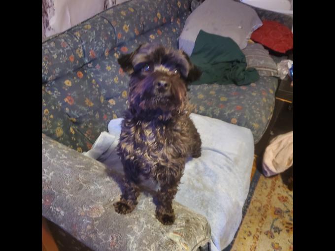 Yorkie x Maltese
