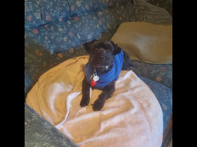 Yorkie x Maltese