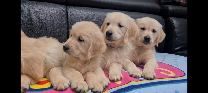 Golden Retriever