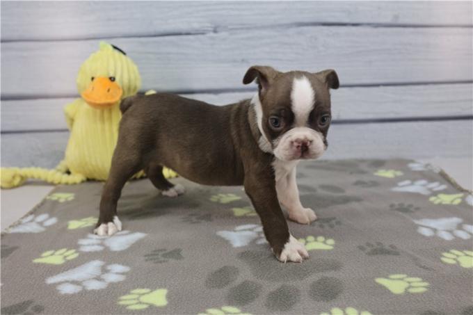Boston Terrier