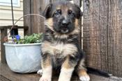 German Shepherd
