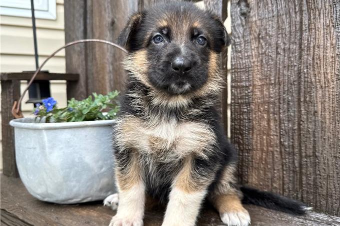 German Shepherd