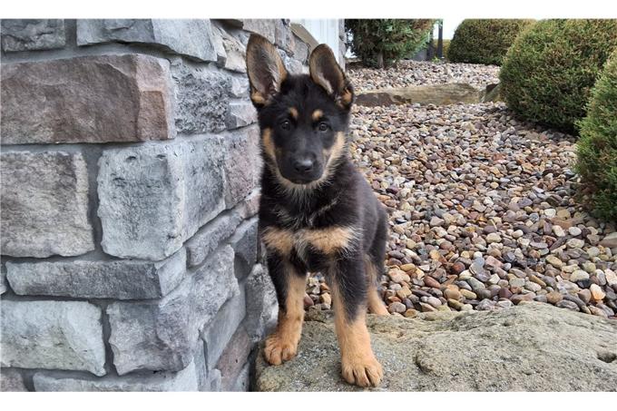 German Shepherd
