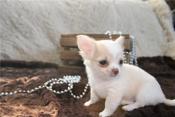 Chihuahua Puppies