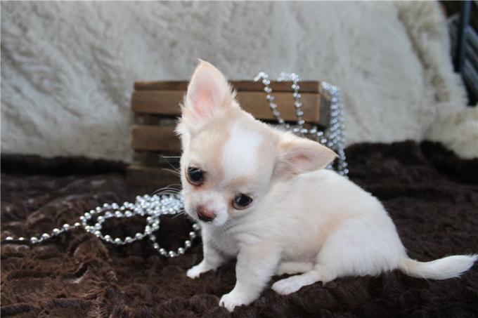 Chihuahua Puppies