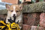 Pembroke Welsh Corgi Puppies.