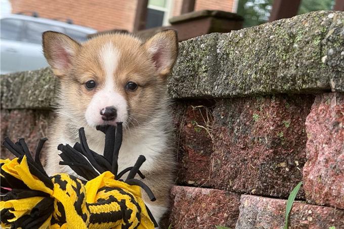Pembroke Welsh Corgi Puppies.