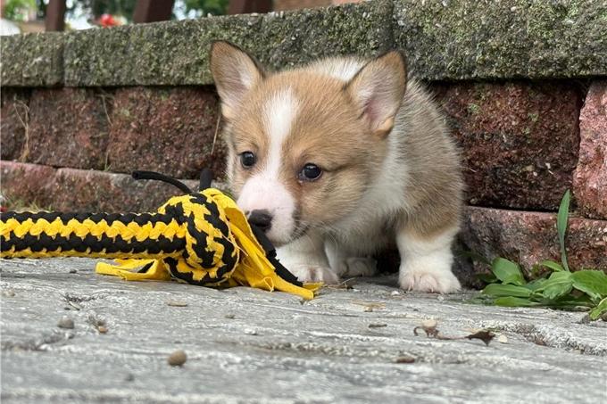 Pembroke Welsh Corgi Puppies.