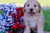 Cockapoo Puppies