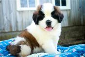 Saint Bernards
