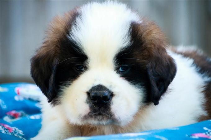 Saint Bernards