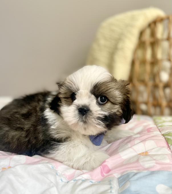 Shih Tzu