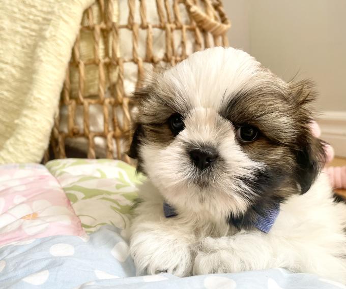 Shih Tzu