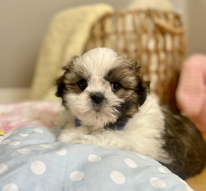 Shih Tzu