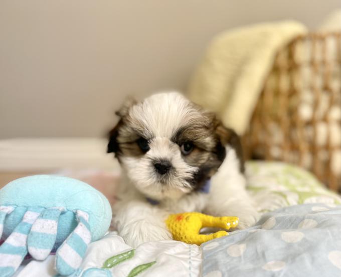 Shih Tzu