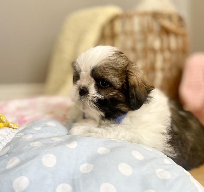 Shih Tzu
