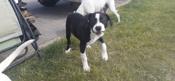 American Staffordshire Terrier