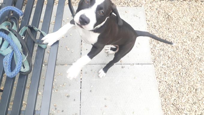 American Staffordshire Terrier