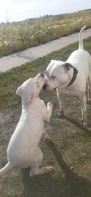 American Staffordshire Terrier