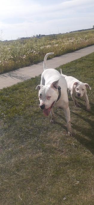 American Staffordshire Terrier