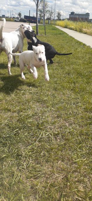 American Staffordshire Terrier