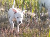 American Staffordshire Terrier