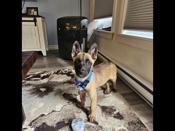 Belgian Malinois