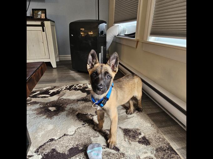 Belgian Malinois