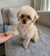 Maltipoo