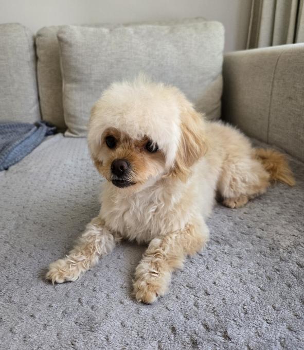 Maltipoo