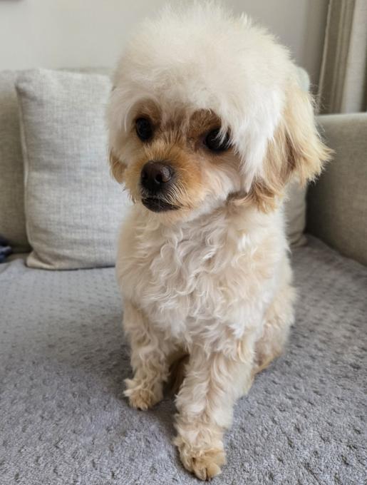 Maltipoo