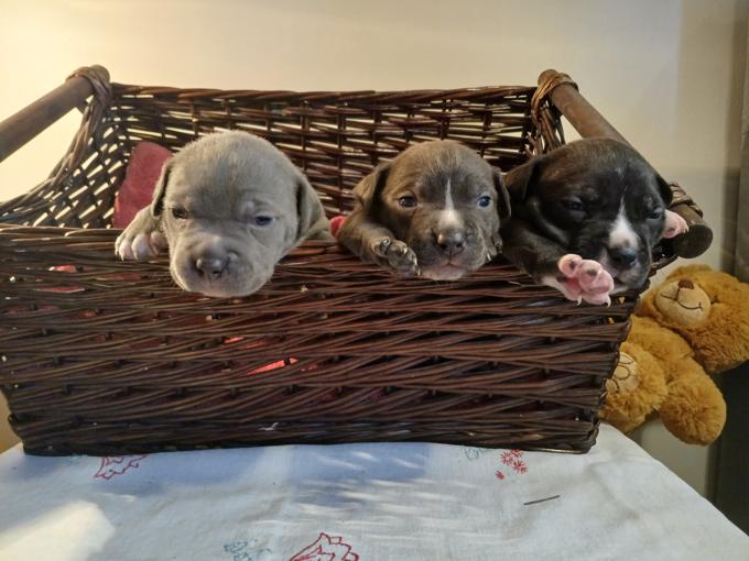 American bully