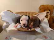 American bully