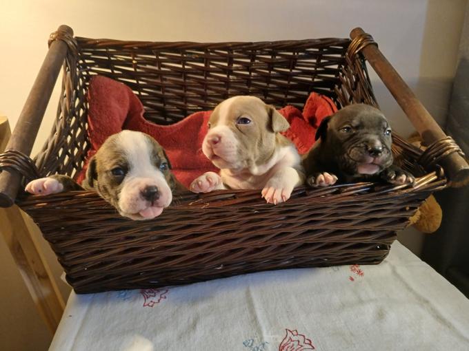 American bully