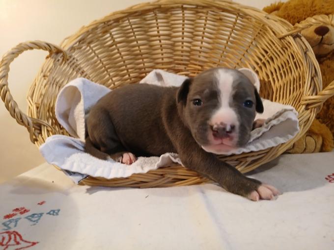 American bully