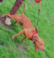 American Pitbull Terrier Hybrid