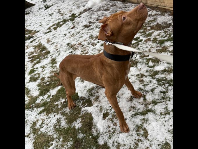 American Pitbull Terrier Hybrid