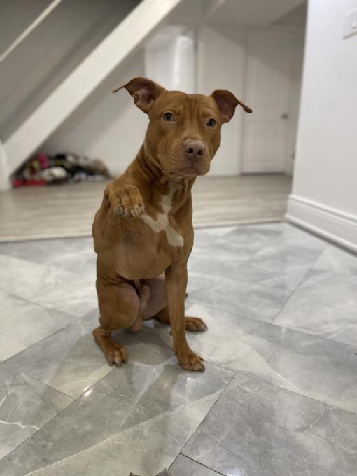 American Pitbull Terrier Hybrid