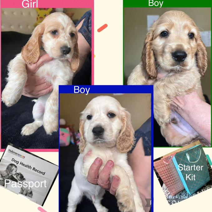 English Cocker Spaniel