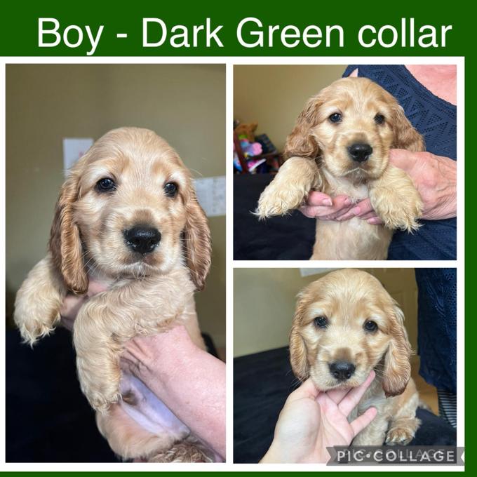 English Cocker Spaniel