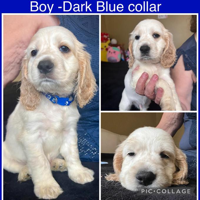 English Cocker Spaniel
