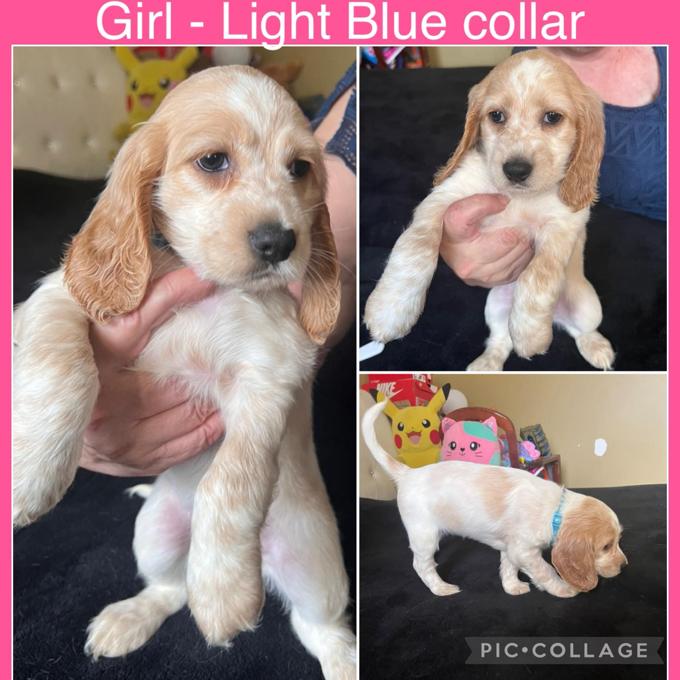 English Cocker Spaniel